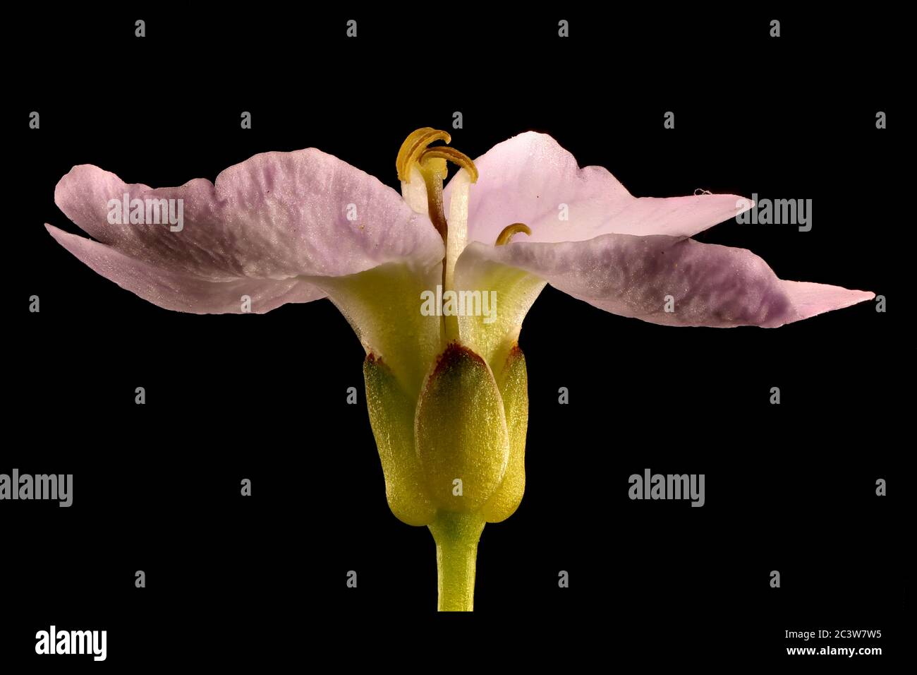 Large Bitter-Cress (Cardamine amara). Flower Closeup Stock Photo