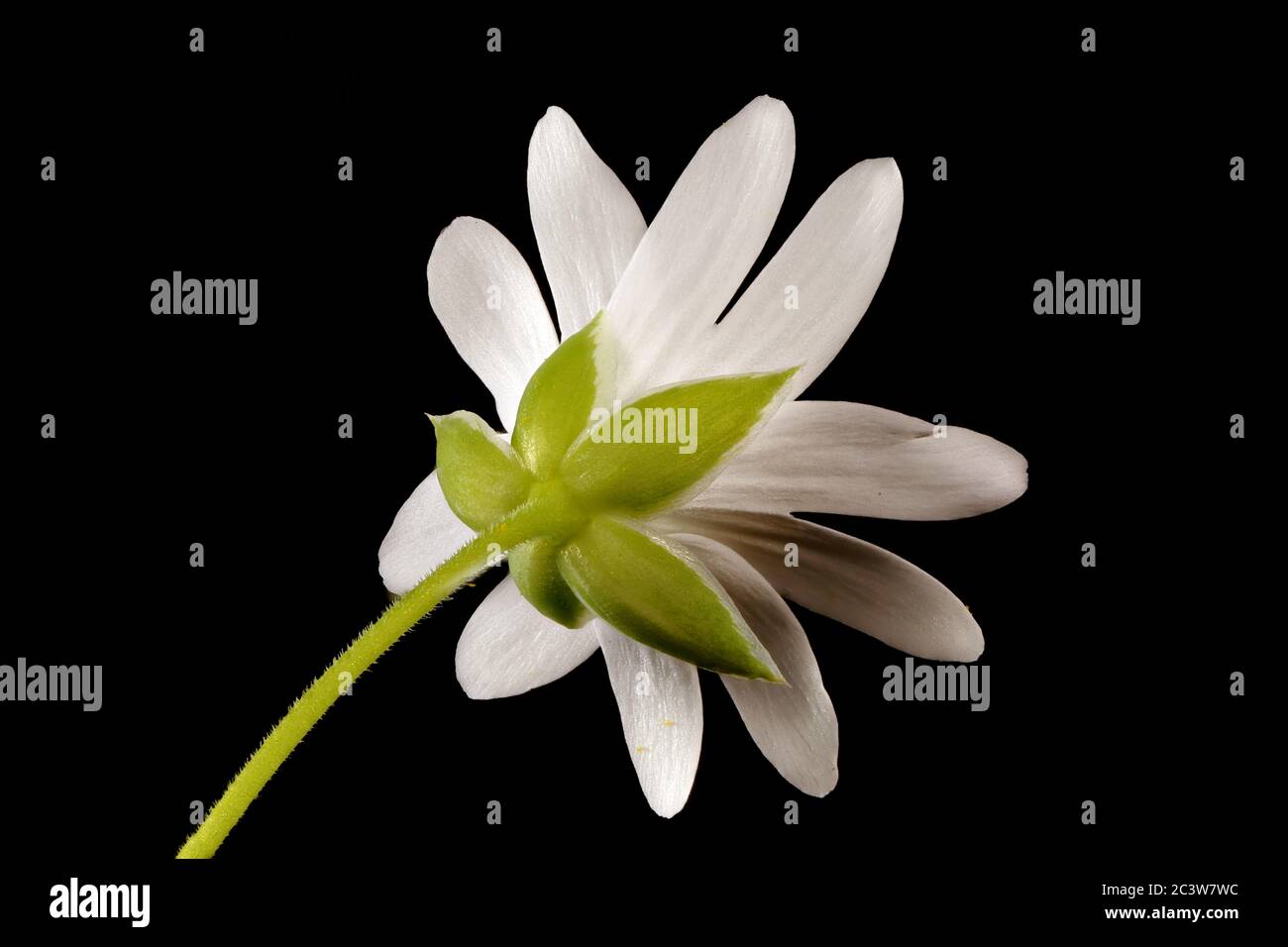 Greater Stitchwort (Stellaria holostea). Flower Closeup Stock Photo - Alamy