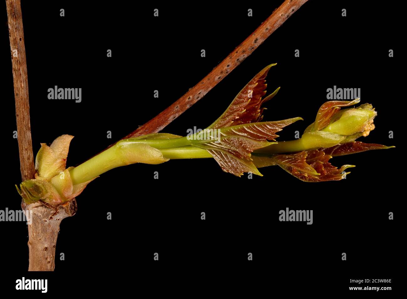 Thicket Creeper (Parthenocissus inserta). Young Shoot Closeup Stock Photo