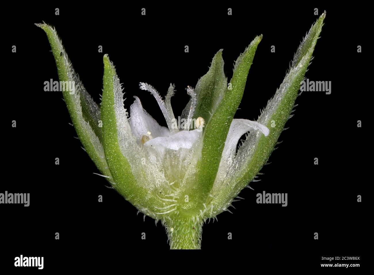 Three-Nerved Sandwort (Moehringia trinervia). Flower Closeup Stock Photo