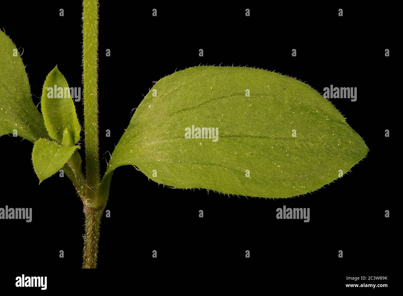 Three-Nerved Sandwort (Moehringia trinervia). Leaf Closeup Stock Photo