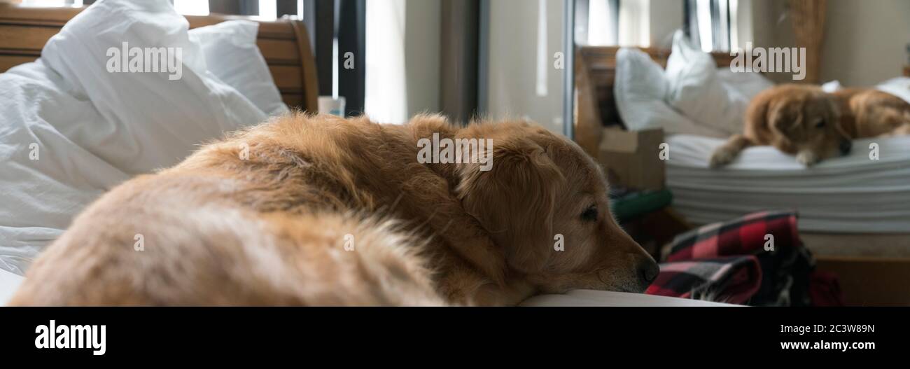 A golden retriever, slowly wakes up from a deep sleep on a king sized bed. Stock Photo