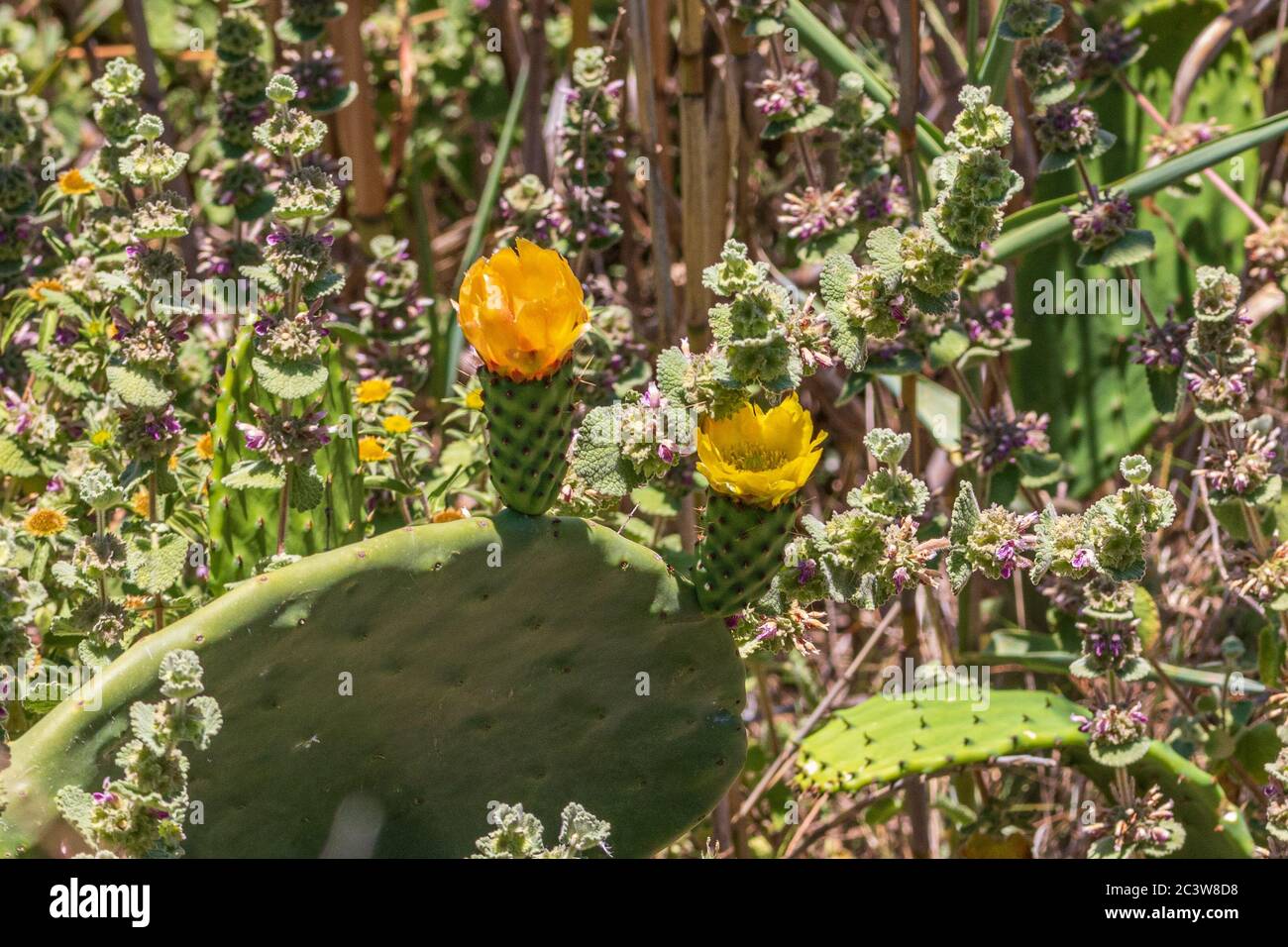 Opuntia ficus indica,  Prickly Pear in Flower Stock Photo