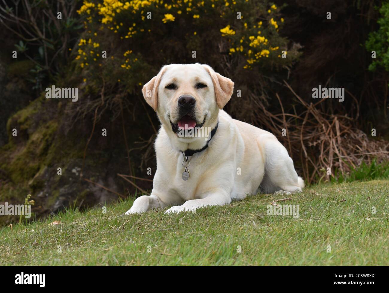 Golden labrador lying down on grass and looking at camera. No people. Stock Photo