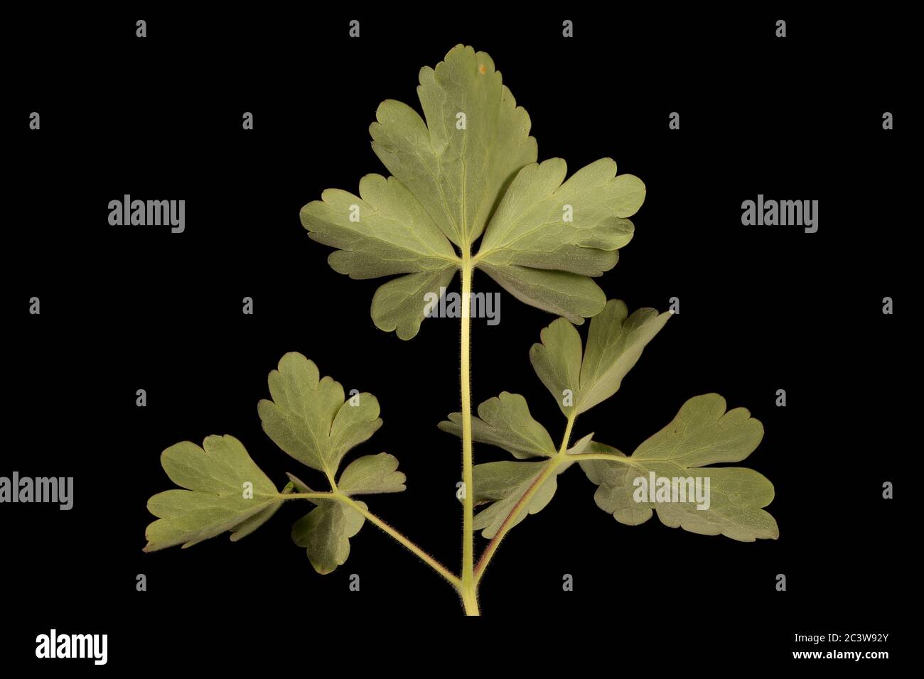 Columbine (Aquilegia x hybrida). Leaf Closeup Stock Photo