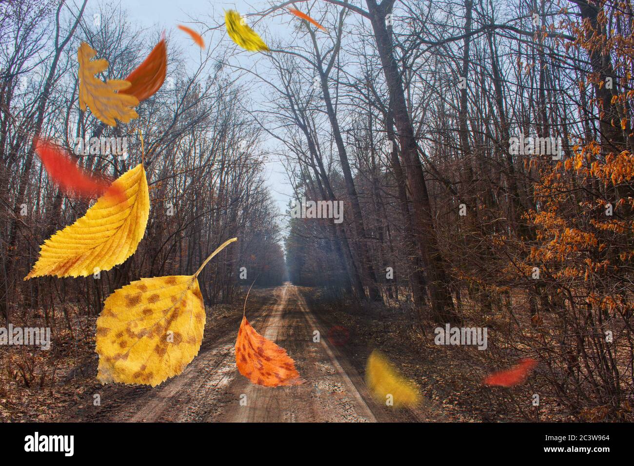 Autumn mix leaves. Thanksgiving autumn leaves falling down. Autumn leaf in move Stock Photo