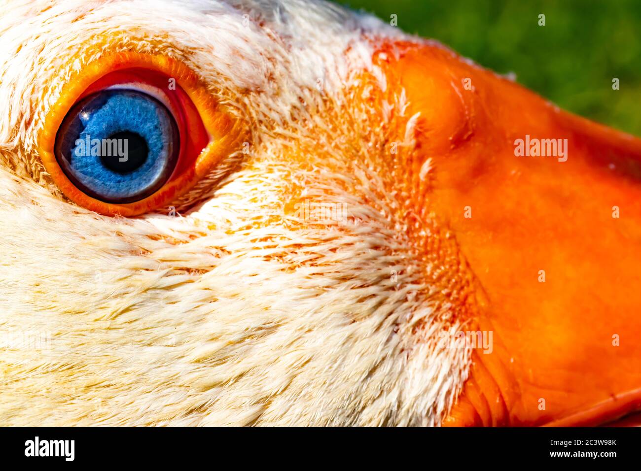 A macro photograph of a goose’s eyes Stock Photo - Alamy