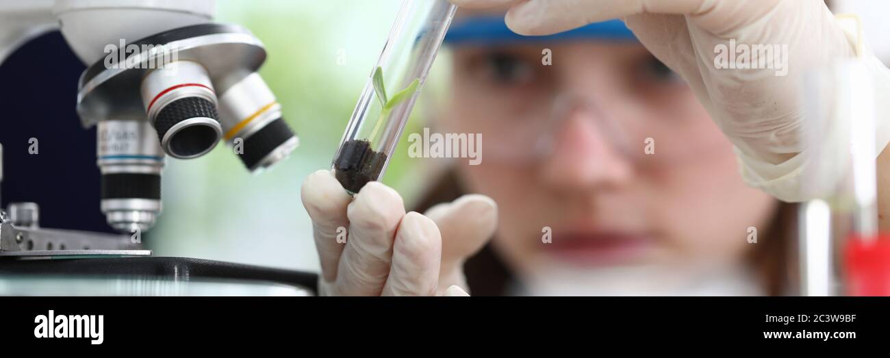 Researcher making experience with sprout Stock Photo