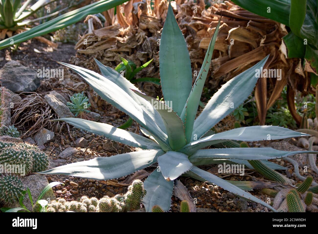 mascarilla aloe vera Mascarilla Hidratante de Aloe Vera – lecoreane