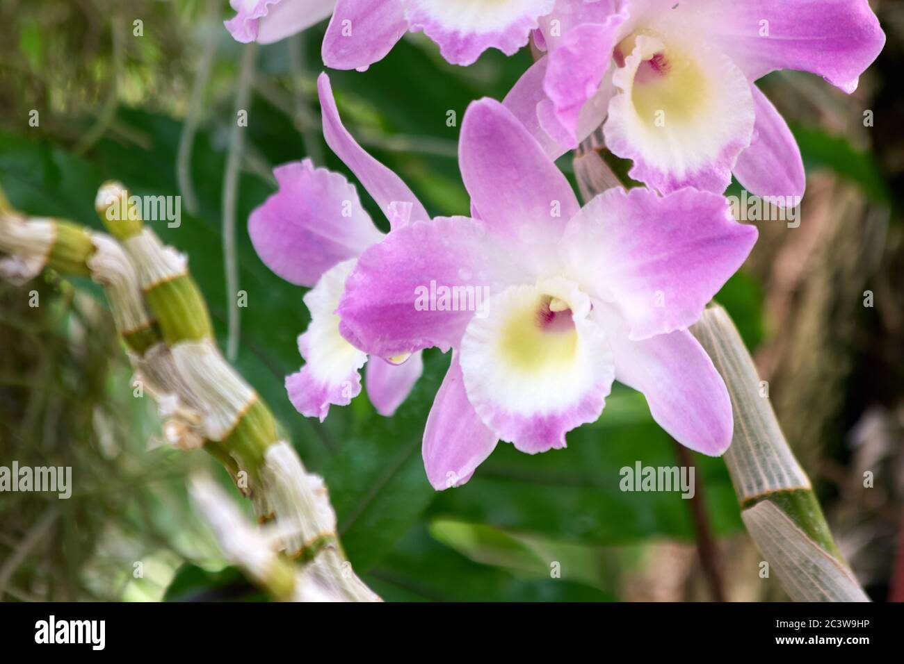 Beautiful purple dendrobium orchid flowers close up. Stock Photo