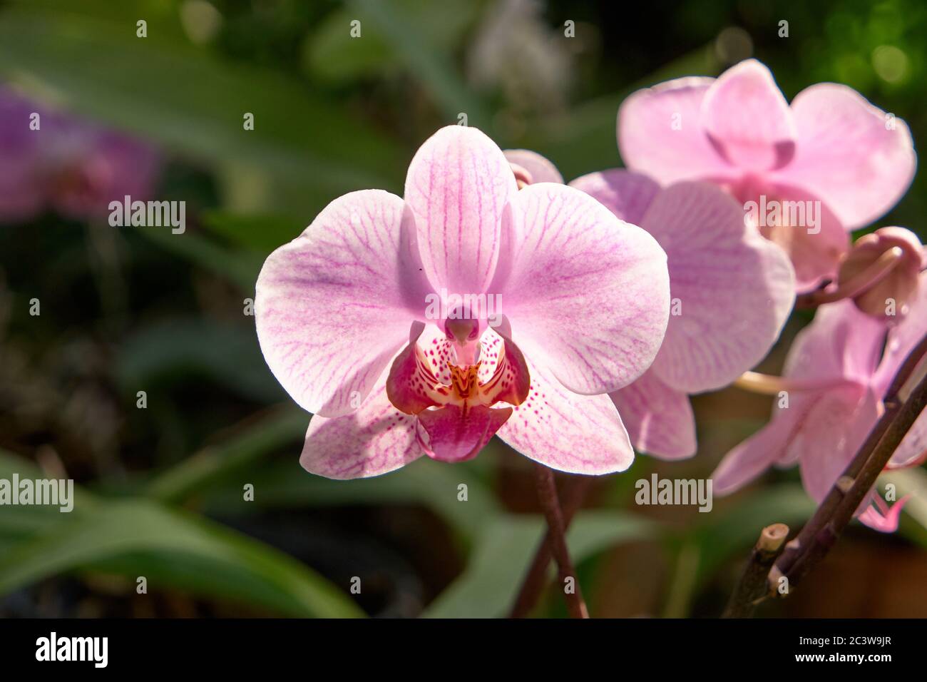 Close up blooming flowers of striped Orchid. Stock Photo