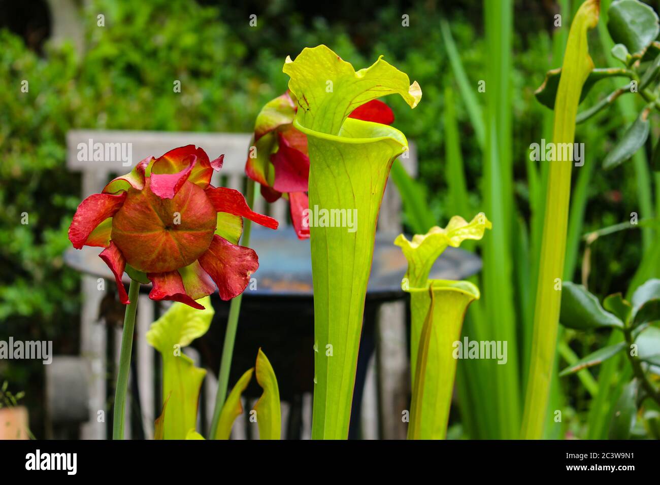 Sarracenia flava hi-res stock photography and images - Page 2 - Alamy