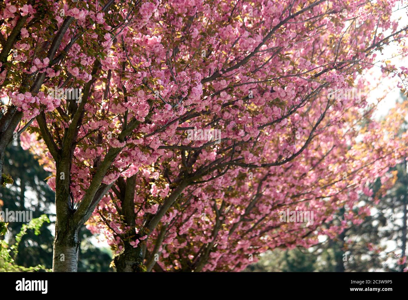 Cherry blossom trees close up Stock Photo - Alamy