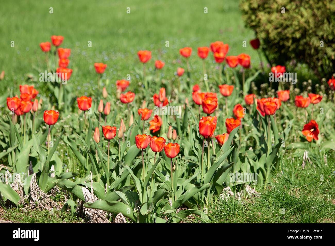 Planation of red tulips on sunny day. Stock Photo