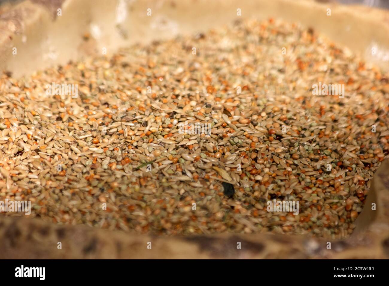 Mixed bird seeds close up. Stock Photo