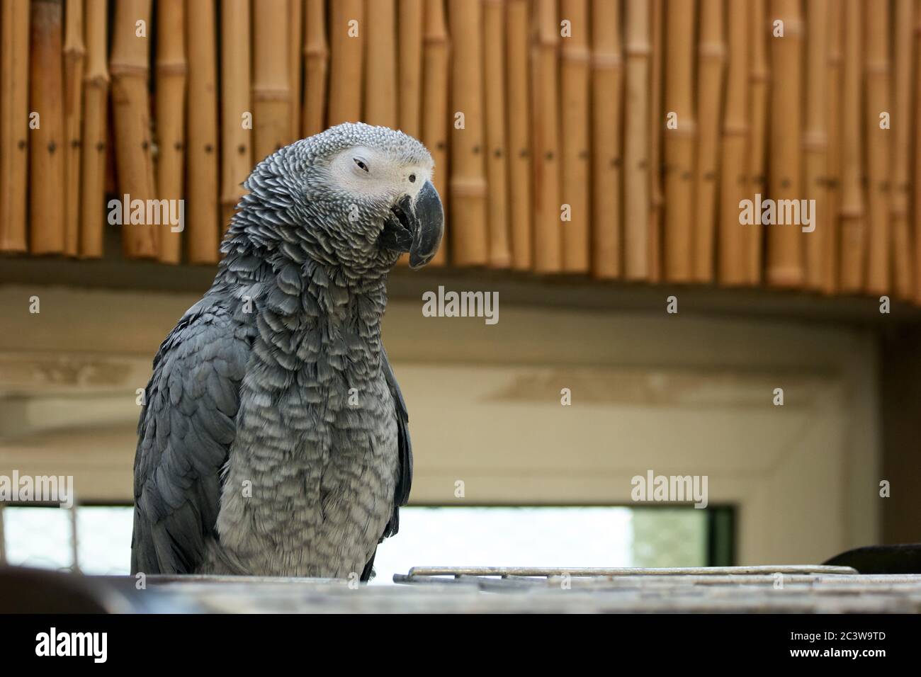 Portrait of beautiful gray African parrot in the zoo. Stock Photo