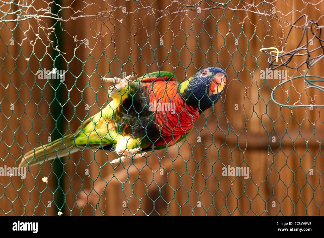 View of Beautiful colorful parrot on the wire mesh Stock Photo - Alamy