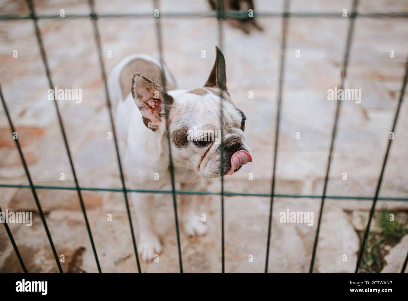 Close up of a beautiful dog breeds a French Bulldog in a cage Stock