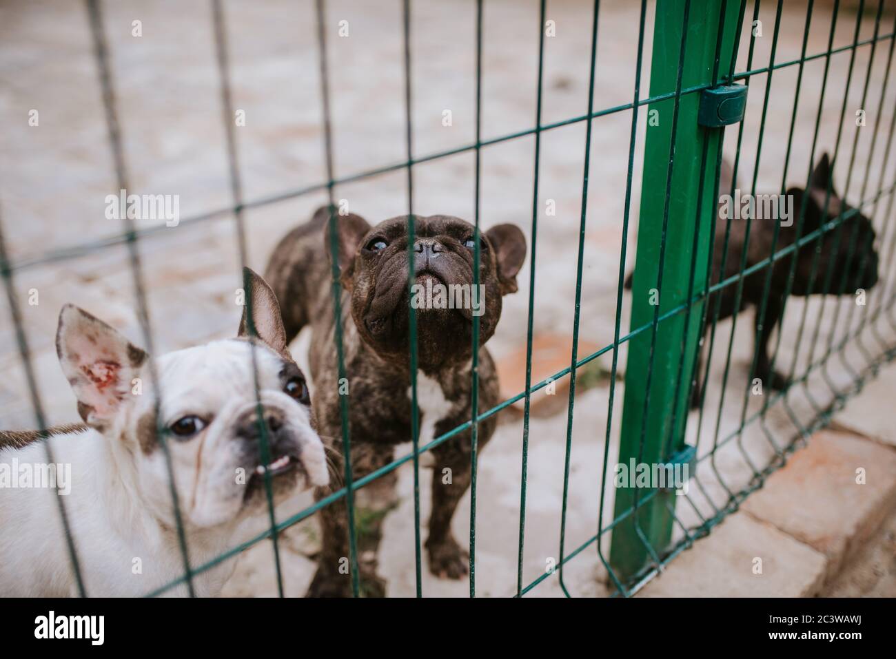 what-size-dog-crate-for-french-bulldog