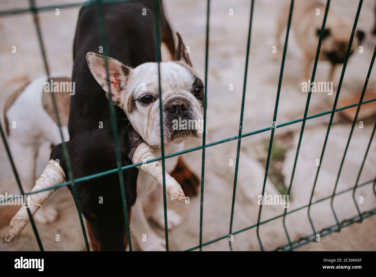 what-size-dog-crate-for-french-bulldog