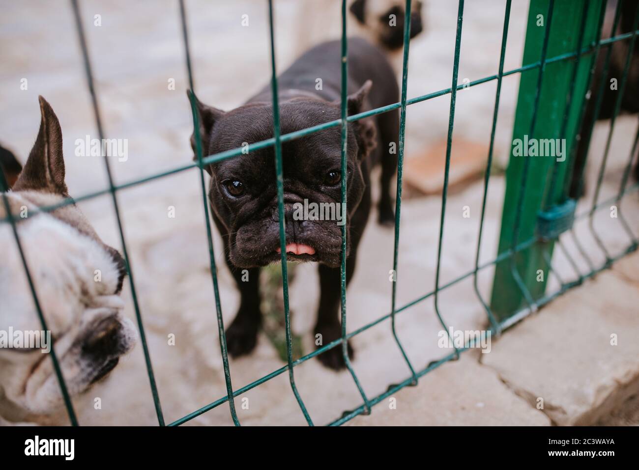 Close up of a beautiful dog breeds a French Bulldog in a cage Stock Photo Alamy