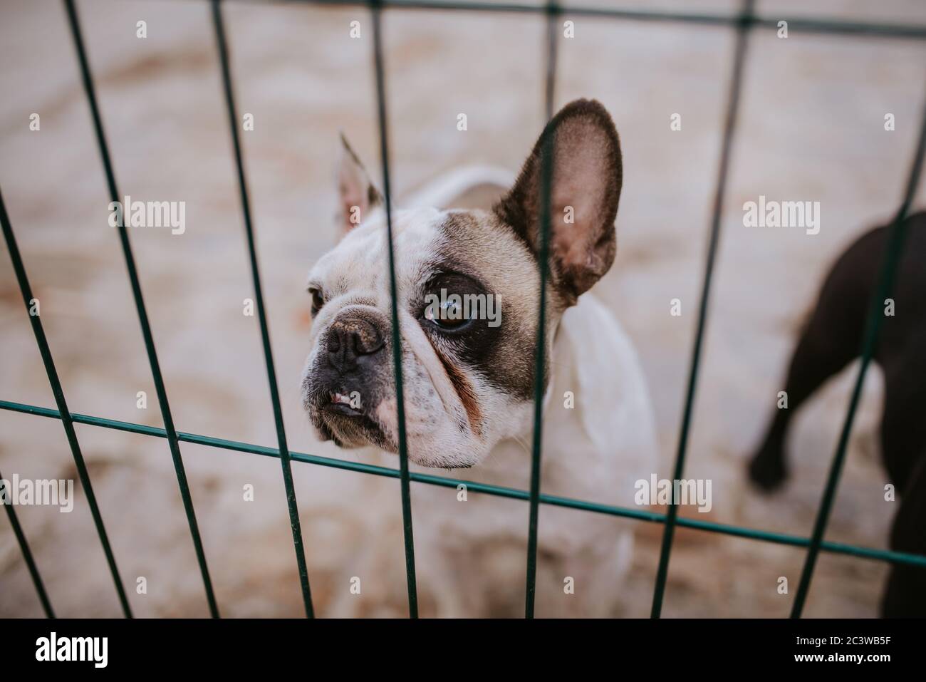 Close up of a beautiful dog breeds a French Bulldog in a cage Stock
