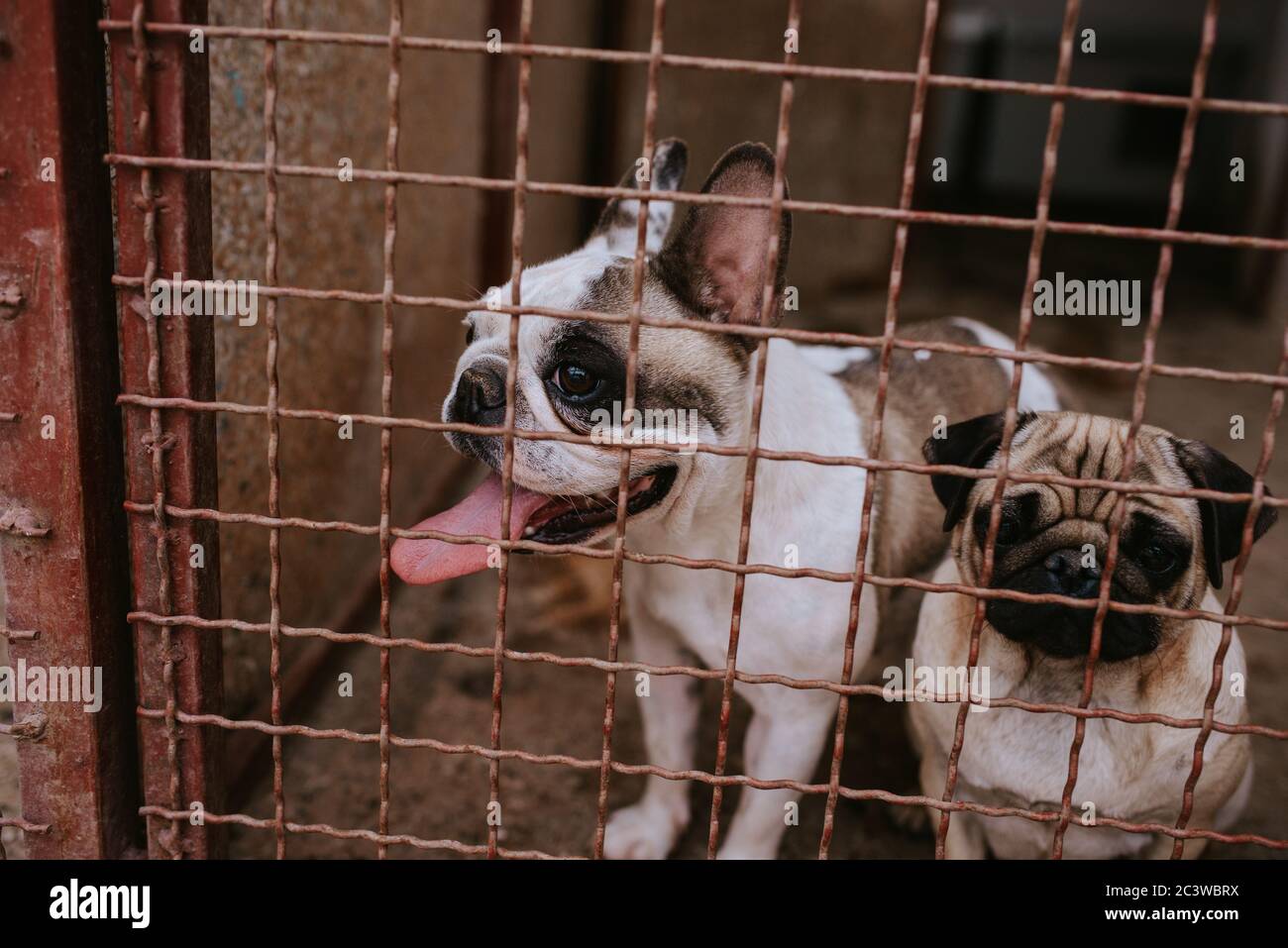 Close up of a beautiful dogs breeds a French Bulldog in a cage Stock Photo Alamy