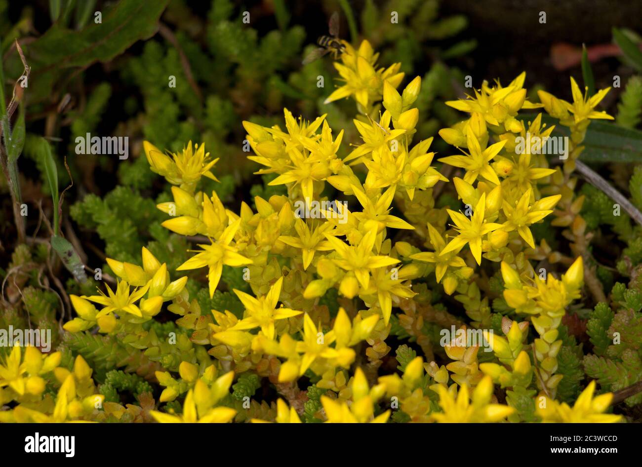 The Biting Stonecrop is a ground hugging, evergreen perennial with vivid star shaped yellow flowers. This hardy plant is common on rocky exposures Stock Photo