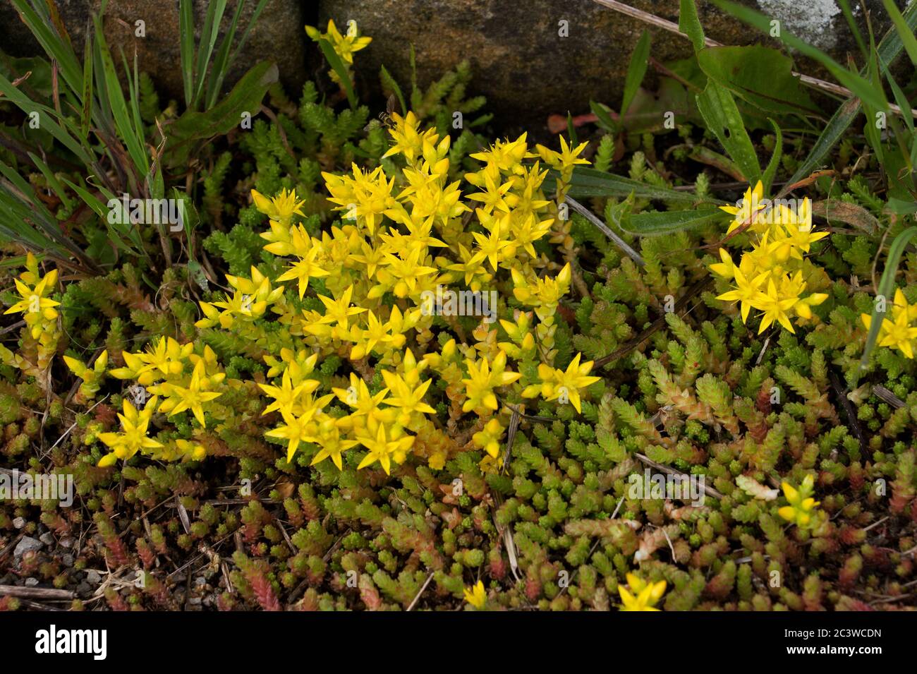 The Biting Stonecrop is a ground hugging evergreen perennial with vivid star shaped yellow flowers. This hardy plant is common on rocky exposures Stock Photo