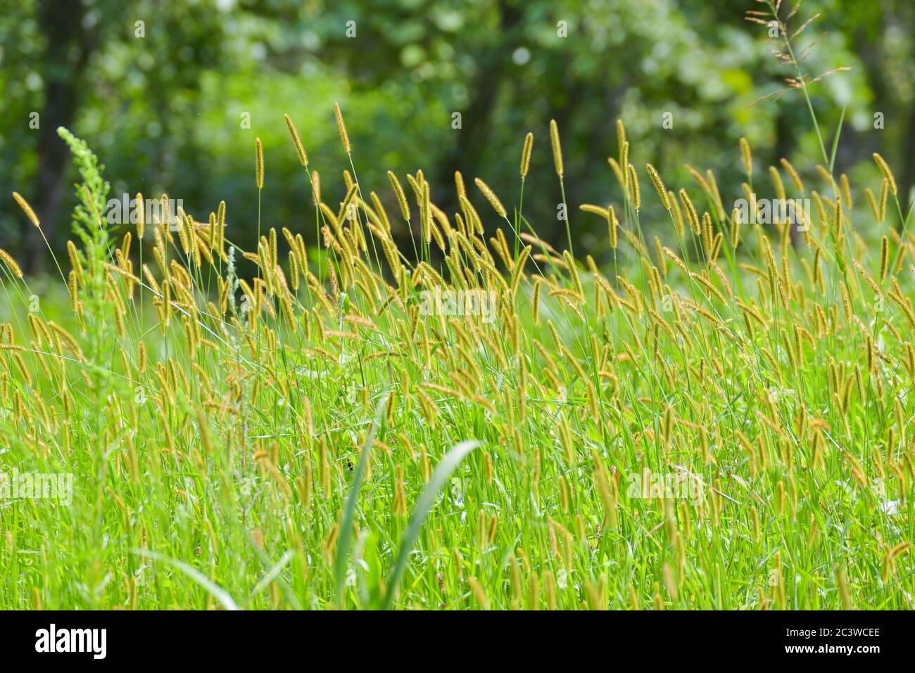 Beautiful wildflower field hi-res stock photography and images - Alamy