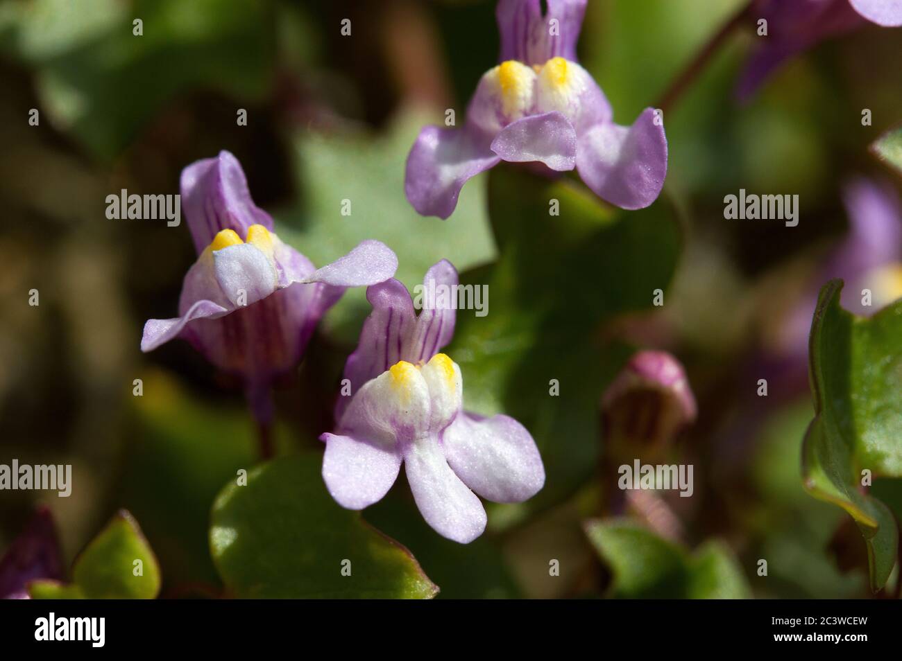 Superbly adapted to living and thriving on exposed rock faces and old building the delicate small flowers of the Ivy-leaved Toadflax thrive Stock Photo
