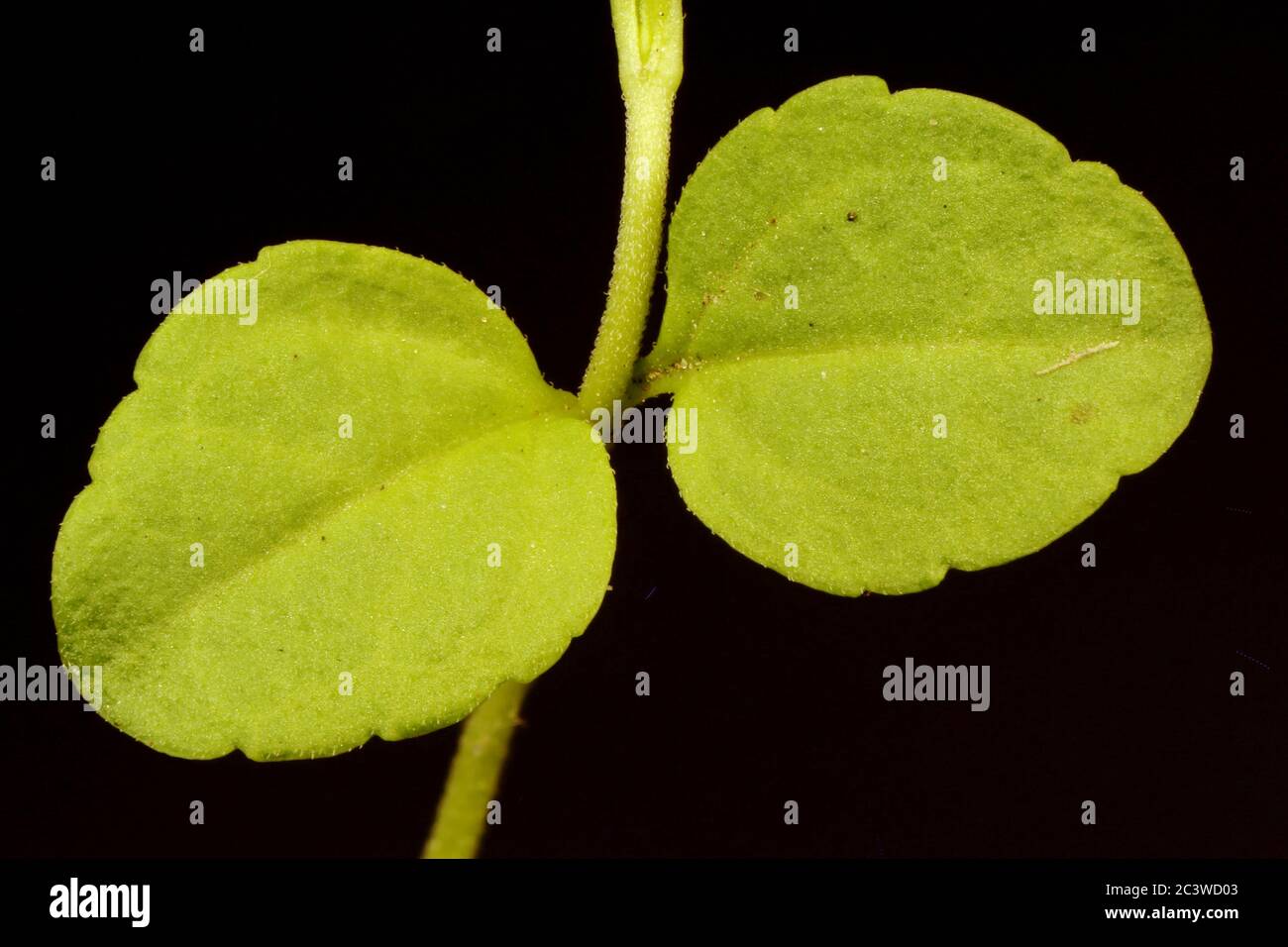 ThymeLeaved Speedwell (Veronica serpyllifolia). Leaves Closeup Stock