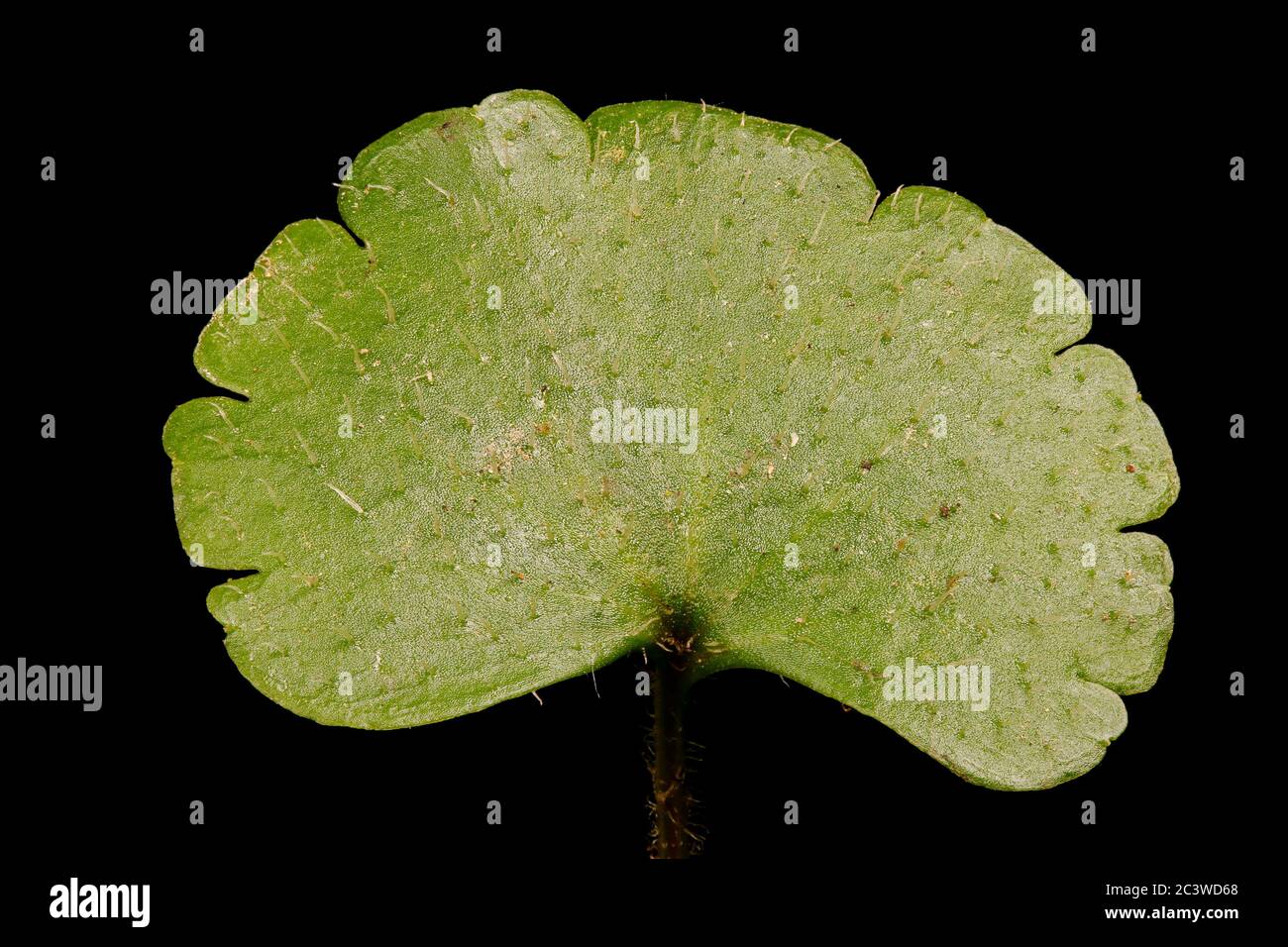 Alternate-Leaved Golden-Saxifrage (Chrysosplenium alternifolium). Leaf Closeup Stock Photo