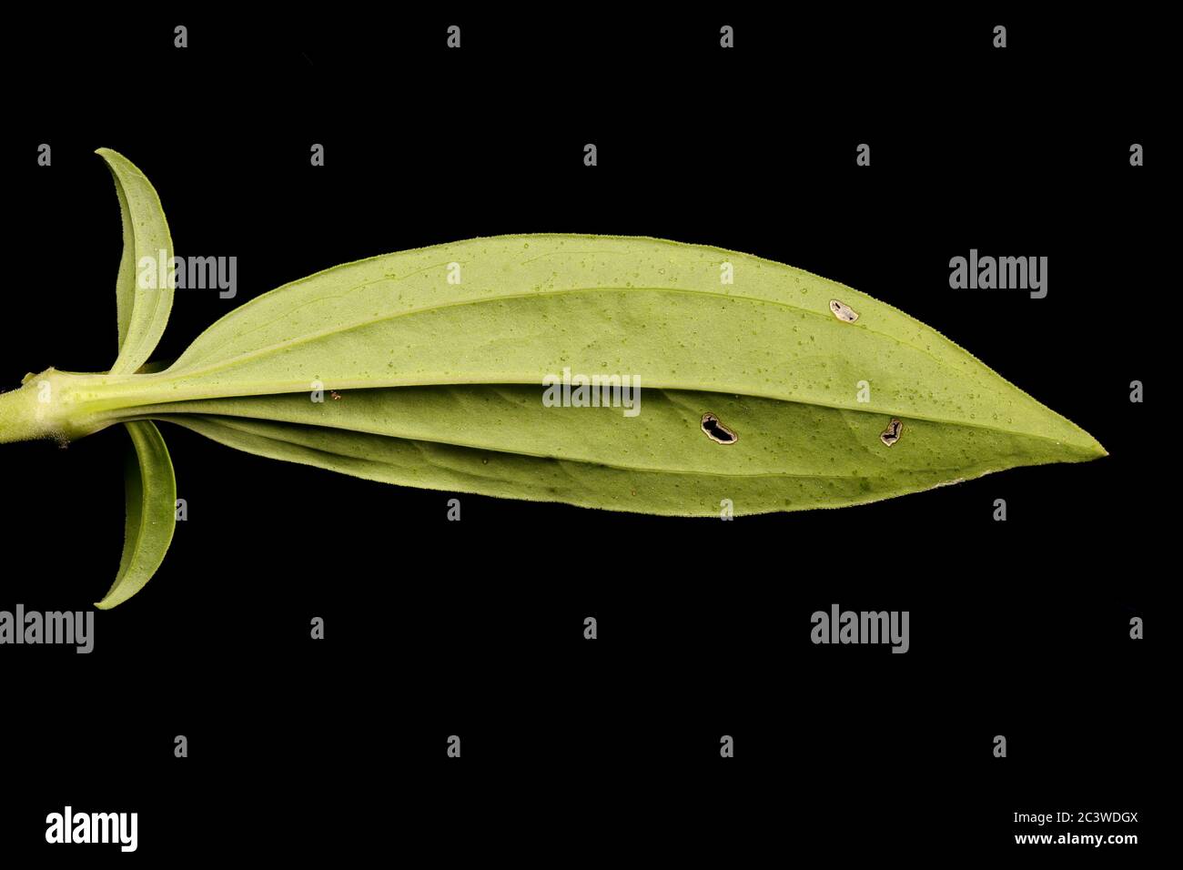 Soapwort (Saponaria officinalis). Leaf Closeup Stock Photo - Alamy