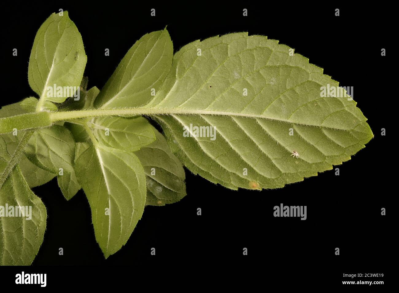 Water Mint (Mentha aquatica). Leaves Closeup Stock Photo