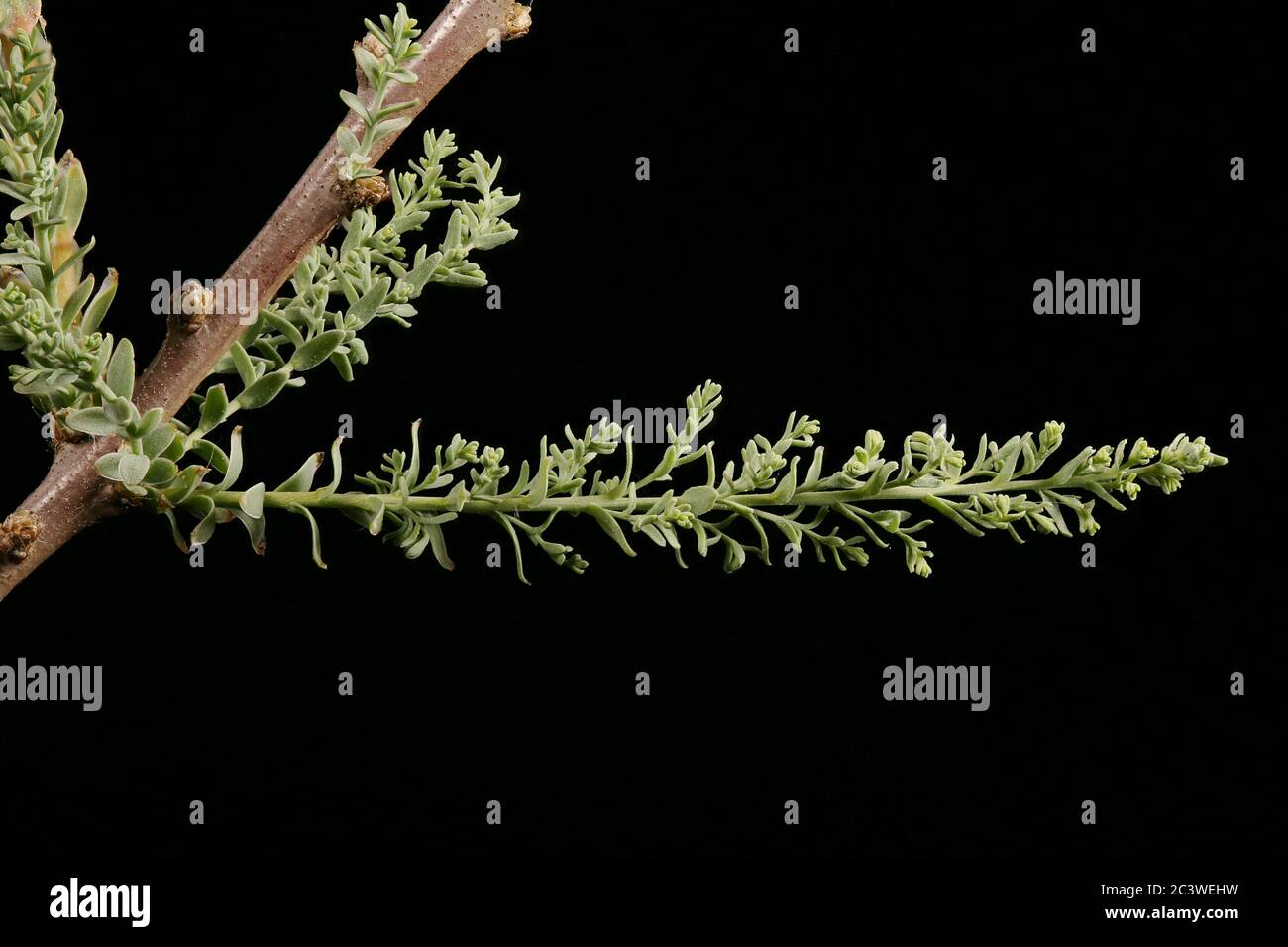 German Myricaria (Myricaria germanica). Stem and Leaves Closeup Stock Photo