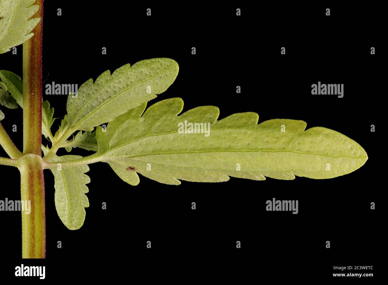 Moldavian Dragon-Head (Dracocephalum moldavica). Leaf Closeup Stock Photo