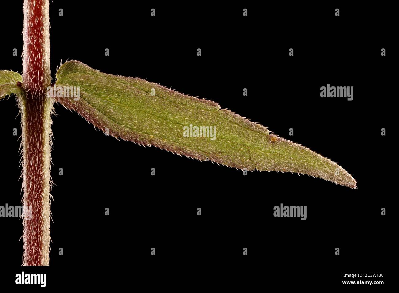 Red Bartsia (Odontites vulgaris). Leaf Closeup Stock Photo