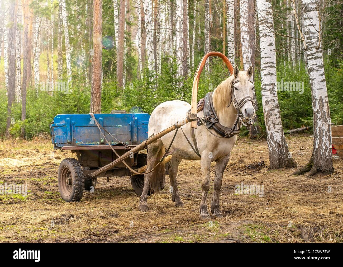 a white country horse harnessed to a cart stands in a birch forest Stock Photo