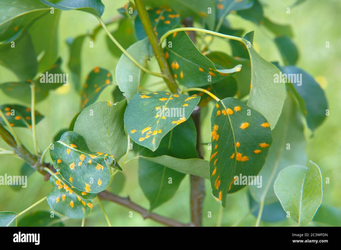 The red spots on the leaves of the pear in color and shape resembling rust are signs of the fungal disease Gymnosporangium sabinae Stock Photo