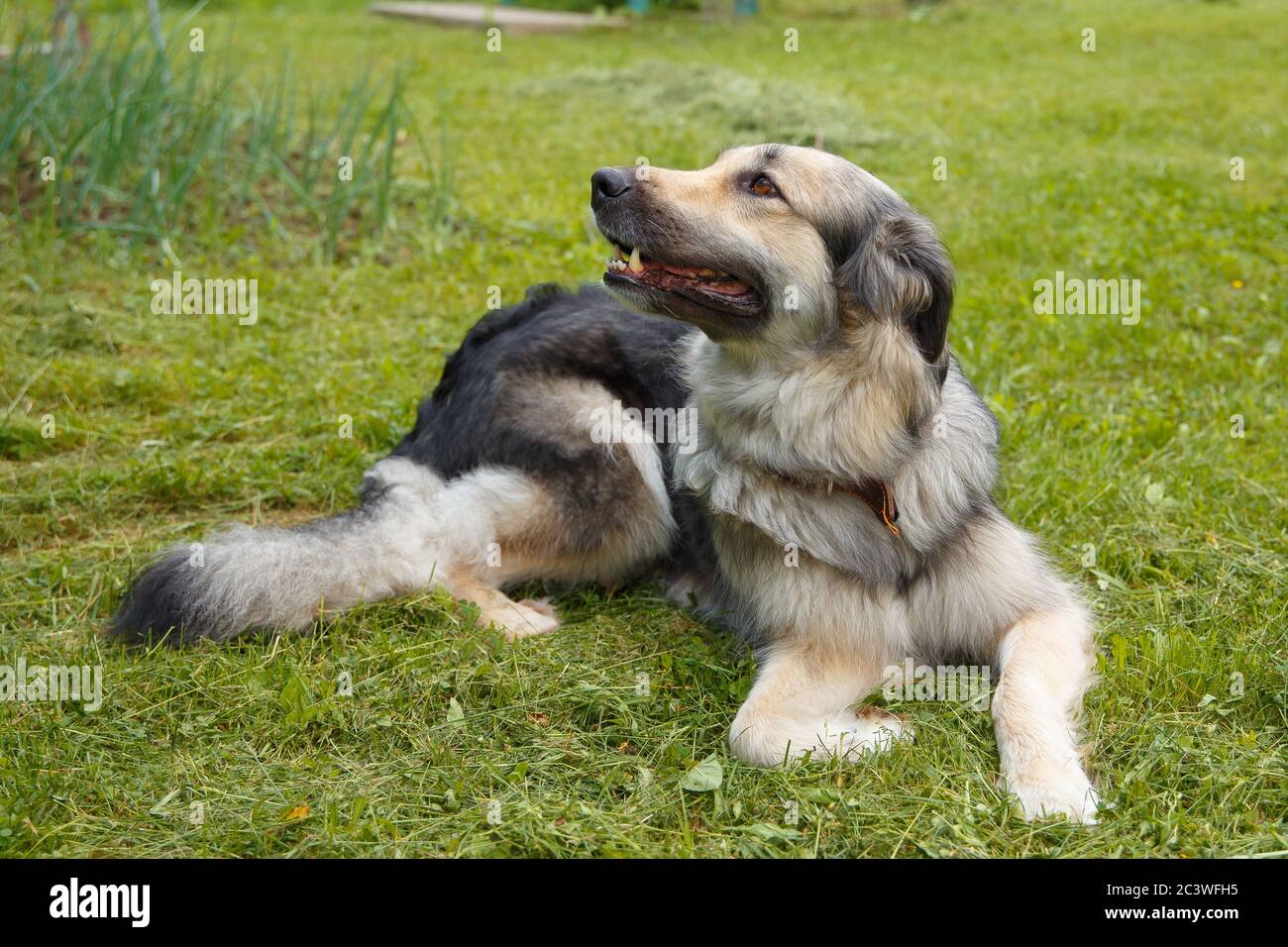 A large beautiful mestizo dog of the Czech Wolf Top lies on the green grass. Stock Photo