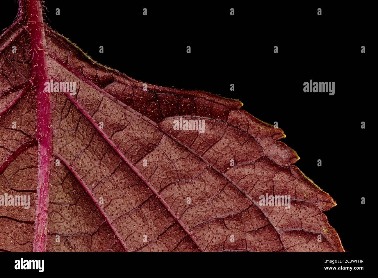 Korean Perilla (Perilla frutescens). Leaf Detail Closeup Stock Photo