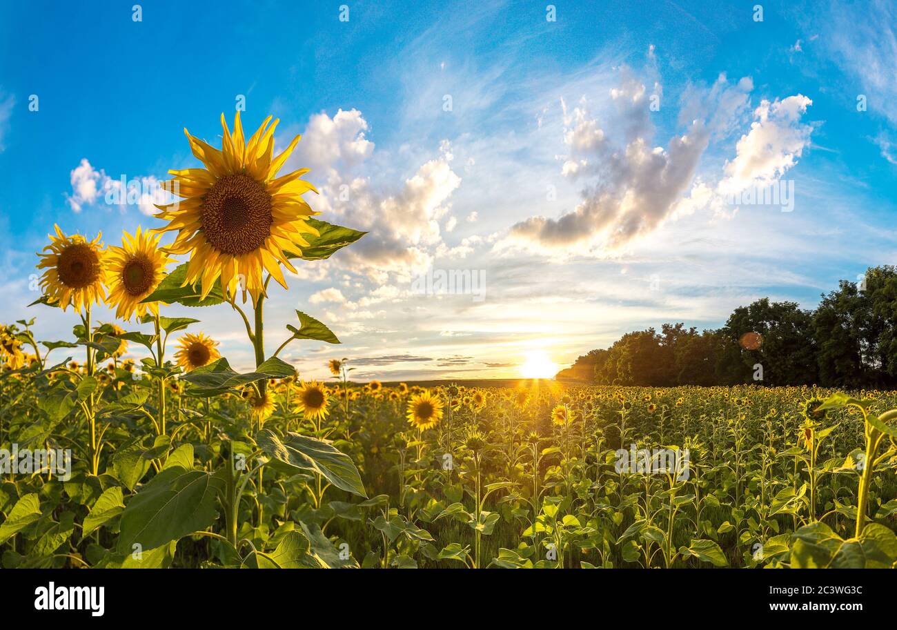 Field of blooming sunflowers in a beautiful summer day Stock Photo - Alamy