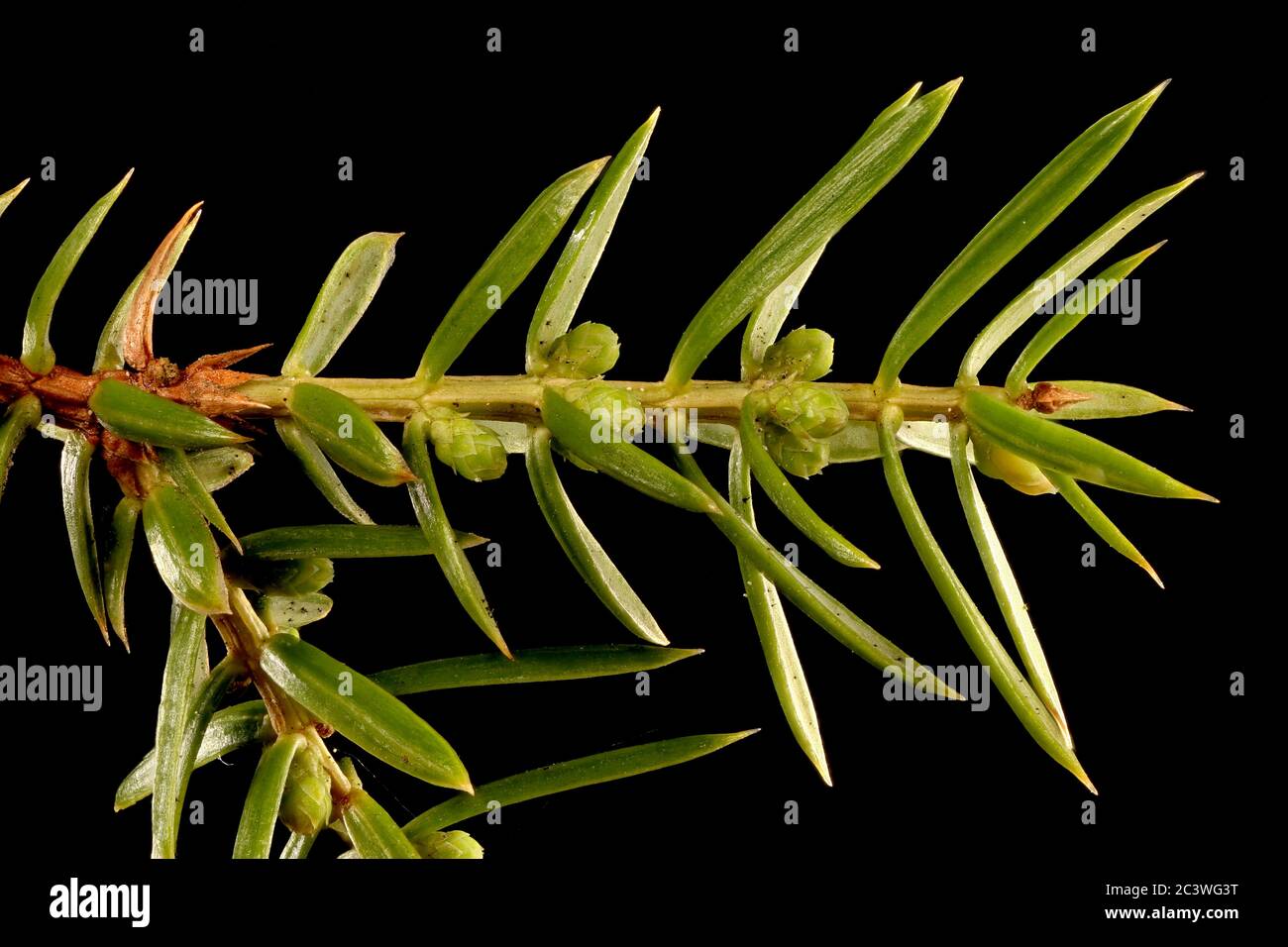 Common Juniper (Juniperus communis). Leaves and Young Pollen Cones Closeup Stock Photo