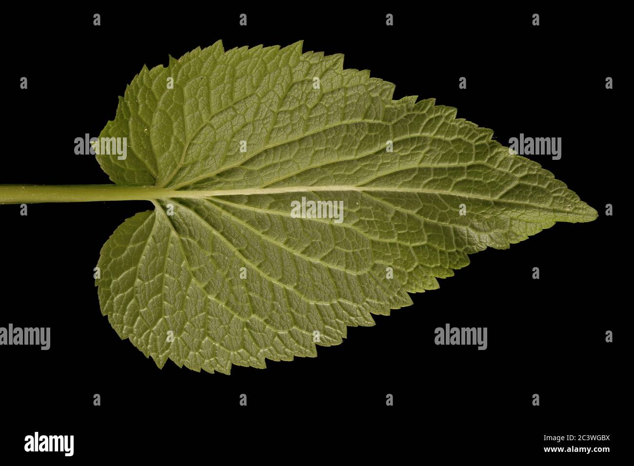 Spiked Rampion (Phyteuma spicatum). Leaf Closeup Stock Photo