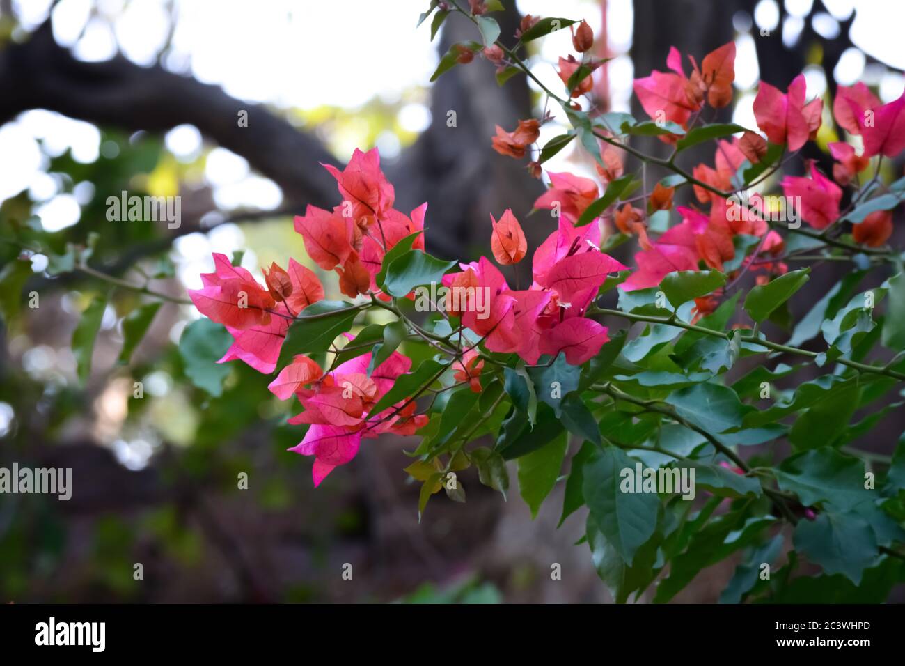 Close-up beautiful nature view of Bougainvillea flower in garden. Floral background. Stock Photo