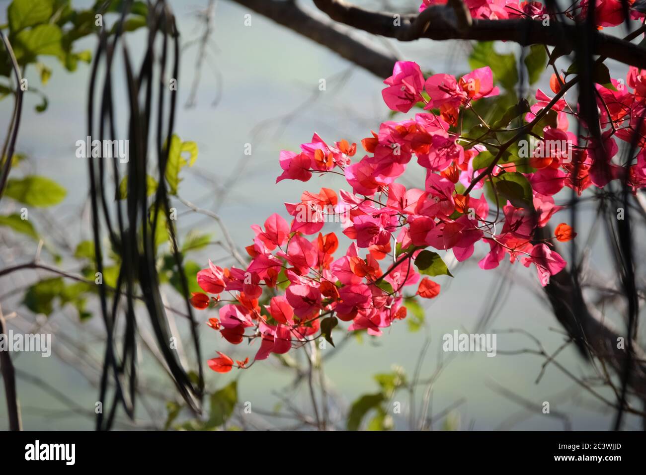 Booganbel hi-res stock photography and images - Alamy
