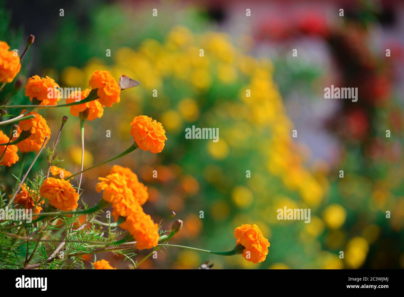 Marigold Flowers Near Me A Comprehensive Guide