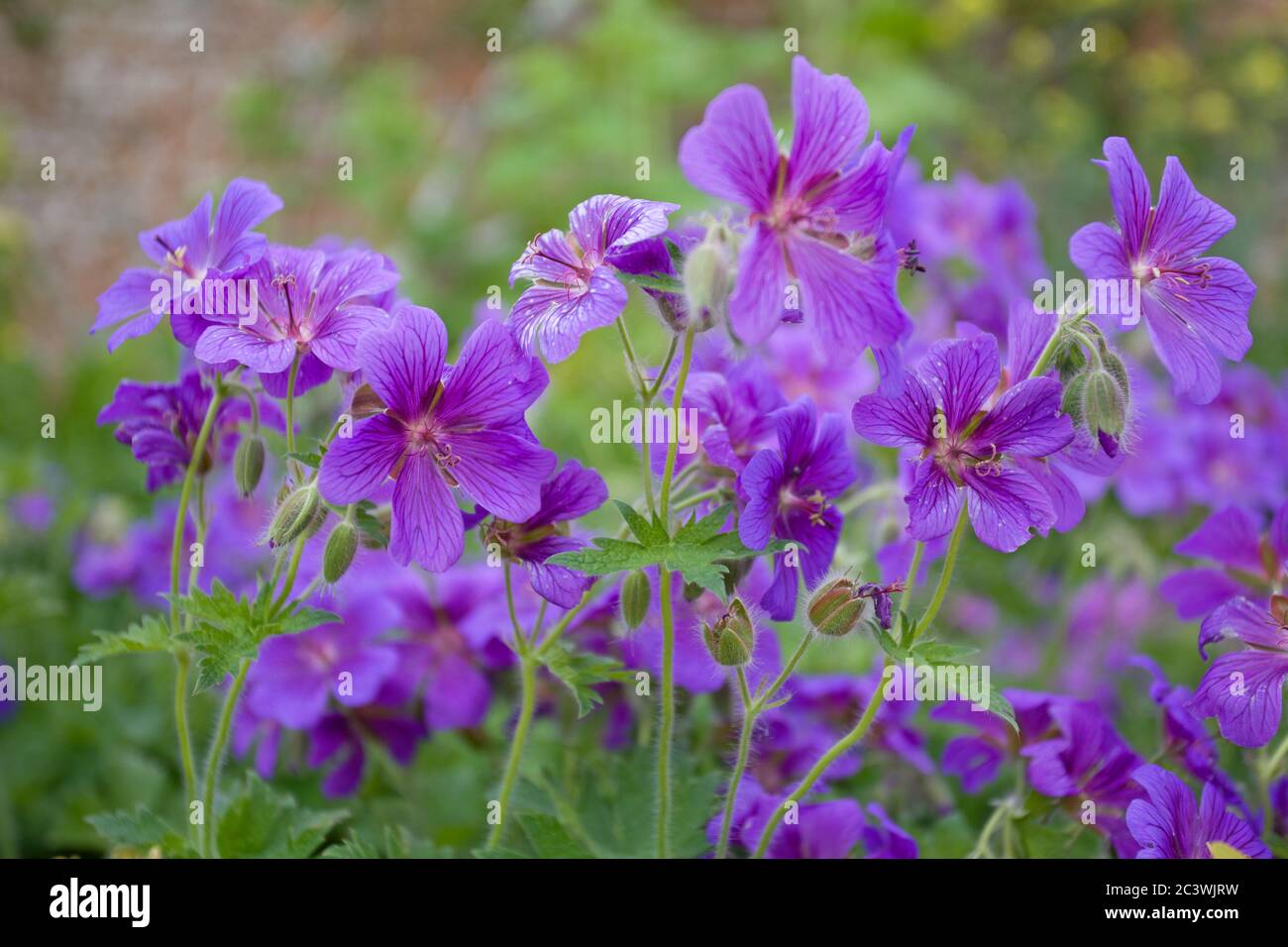 Purple Geraniums in cottage garden Stock Photo