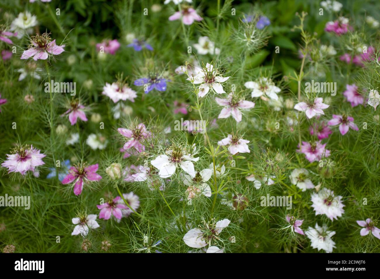 Nigella damascena flowering plants,Uk Stock Photo Alamy